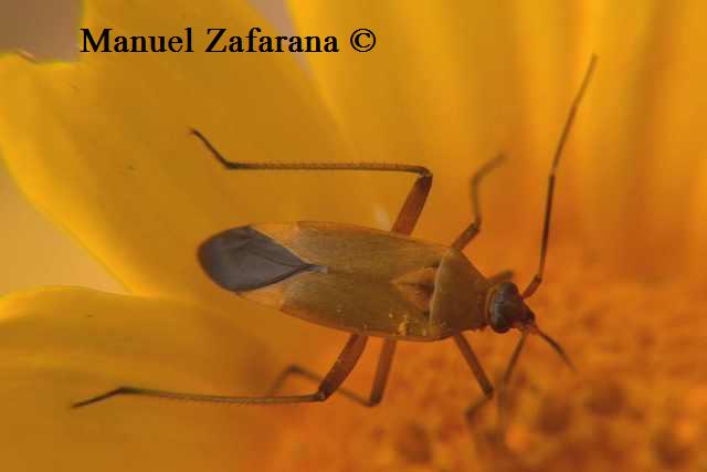 Miridae: Calocoris nemoralis f. erytrocephala